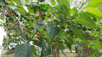 Aji Cochabamba - Pepper Seeds - White Hot Peppers